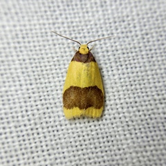 Heterallactis microchrysa