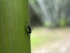 Polyrhachis dives