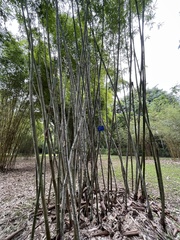 Bambusa emeiensis