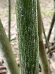 Bambusa emeiensis