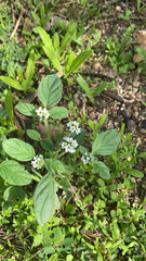 Heliotropium europaeum