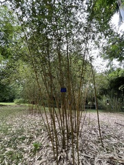 Phyllostachys sulphurea