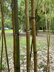 Phyllostachys sulphurea