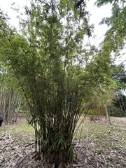 Bambusa boniopsis