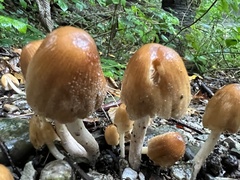 Coprinellus micaceus