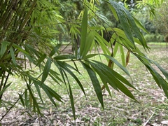 Bambusa boniopsis