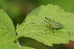 Leptophyes punctatissima