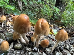 Coprinellus micaceus