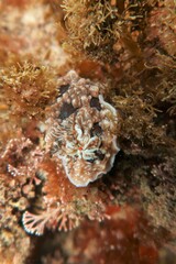 Dendrodoris krusensternii