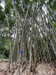 Dendrocalamus giganteus