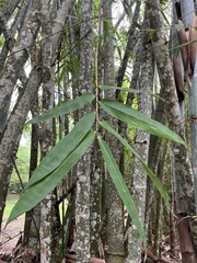 Dendrocalamus giganteus
