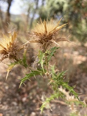 Carlina hispanica