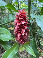 Costus barbatus