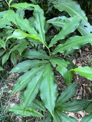Costus barbatus