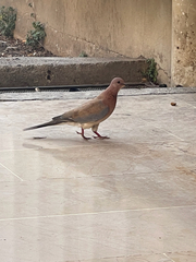 Streptopelia senegalensis