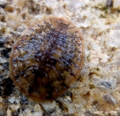 Afrobrianax ferdyi