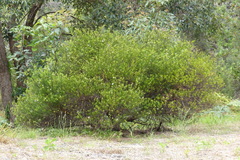 Ricinocarpos pinifolius