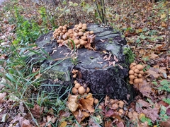 Pholiota squarrosa