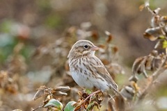 Passerculus sandwichensis princeps