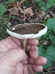 Cyclocybe erebia