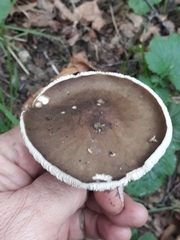Cyclocybe erebia
