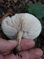 Cyclocybe erebia