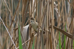 Acrocephalus australis