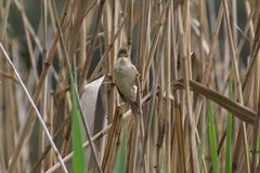 Acrocephalus australis