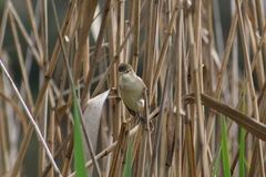 Acrocephalus australis