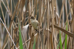 Acrocephalus australis