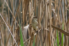 Acrocephalus australis