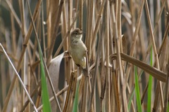 Acrocephalus australis