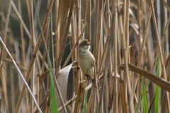 Acrocephalus australis