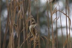 Acrocephalus australis