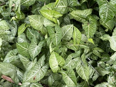 Syngonium podophyllum
