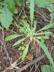 Senecio quadridentatus