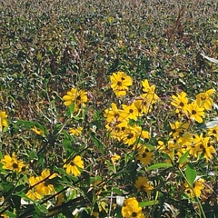 Helianthus tuberosus