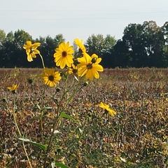 Helianthus tuberosus