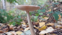 Amanita fulva
