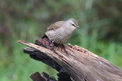 Climacteris picumnus