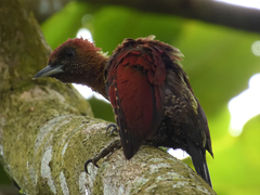 Chrysophlegma miniaceum