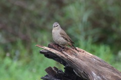 Climacteris picumnus