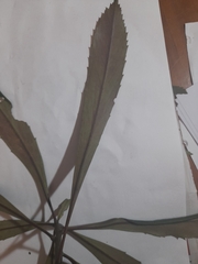 Pseudopanax crassifolius