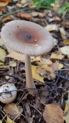 Amanita fulva