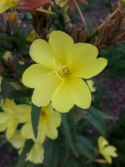 Oenothera glazioviana