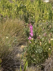 Watsonia borbonica