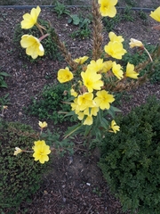 Oenothera glazioviana