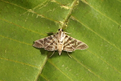 Spilomela discordens