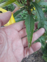 Oenothera glazioviana