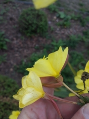 Oenothera glazioviana